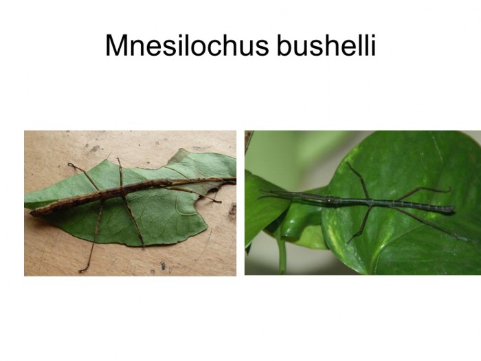 Mnesilochus bushelli